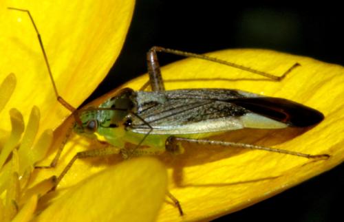 Réf. 349 254 : Closterotomus trivialis